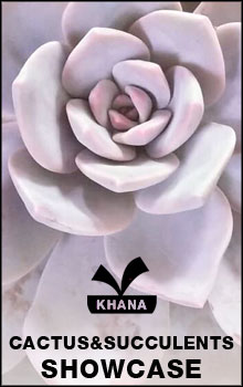 Cactus & Succulents Showcase