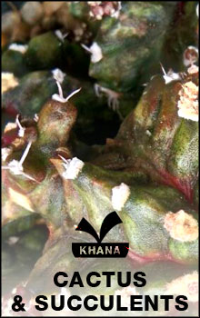 Cactus & Succulents