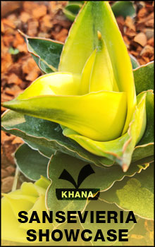 Sansevieria for show only not for sale