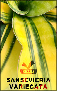 Sansevieria variegata for sale