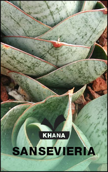 Sansevieria for sale