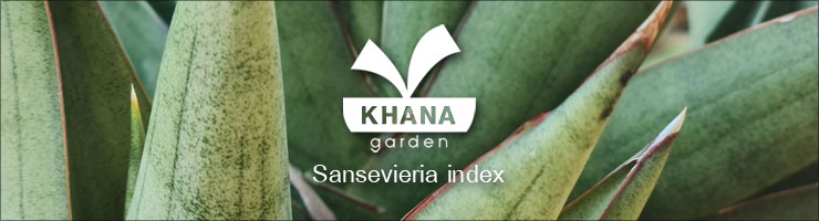 Khana Garden Sansevieria index project
