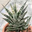 Sansevieria for sale