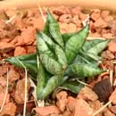 Sansevieria for sale