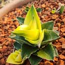 Sansevieria for sale