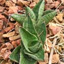 Sansevieria for sale