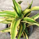 Sansevieria for sale