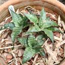 Sansevieria for sale