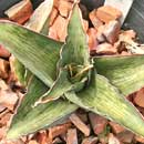 Sansevieria for sale