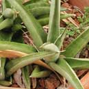 Sansevieria for sale
