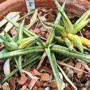 Sansevieria for sale