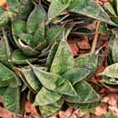 Sansevieria for sale