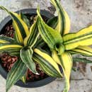 Sansevieria for sale