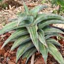Sansevieria for sale
