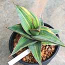 Sansevieria for sale
