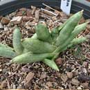 Sansevieria for sale
