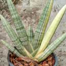 Sansevieria for sale