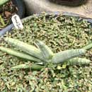 Sansevieria for sale