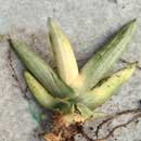 Sansevieria for sale