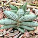 Sansevieria for sale