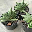 Sansevieria for sale