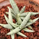 Sansevieria for sale