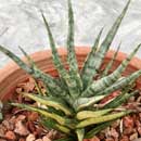 Sansevieria for sale