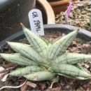 Sansevieria for sale