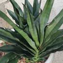 Sansevieria for sale