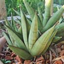 Sansevieria for sale