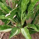 Sansevieria for sale