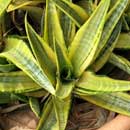 Sansevieria for sale