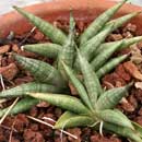 Sansevieria for sale
