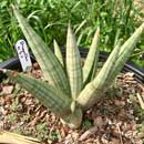 Sansevieria for sale