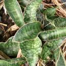 Sansevieria for sale