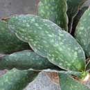 Sansevieria for sale