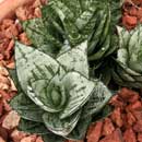 Sansevieria for sale