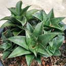 Sansevieria for sale