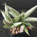 Sansevieria for sale