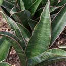 Sansevieria for sale
