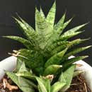 Sansevieria for sale
