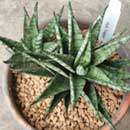Sansevieria for sale