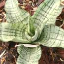 Sansevieria for sale