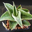 Sansevieria for sale