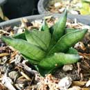Sansevieria for sale