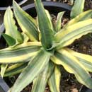 Sansevieria for sale