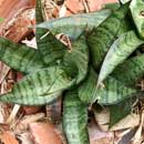 Sansevieria for sale