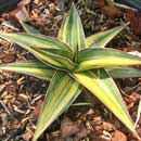 Sansevieria for sale