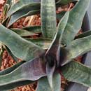 Sansevieria for sale