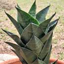 Sansevieria for sale